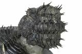 Enrolled Spiny Drotops Armatus Trilobite - Morocco #325666-1